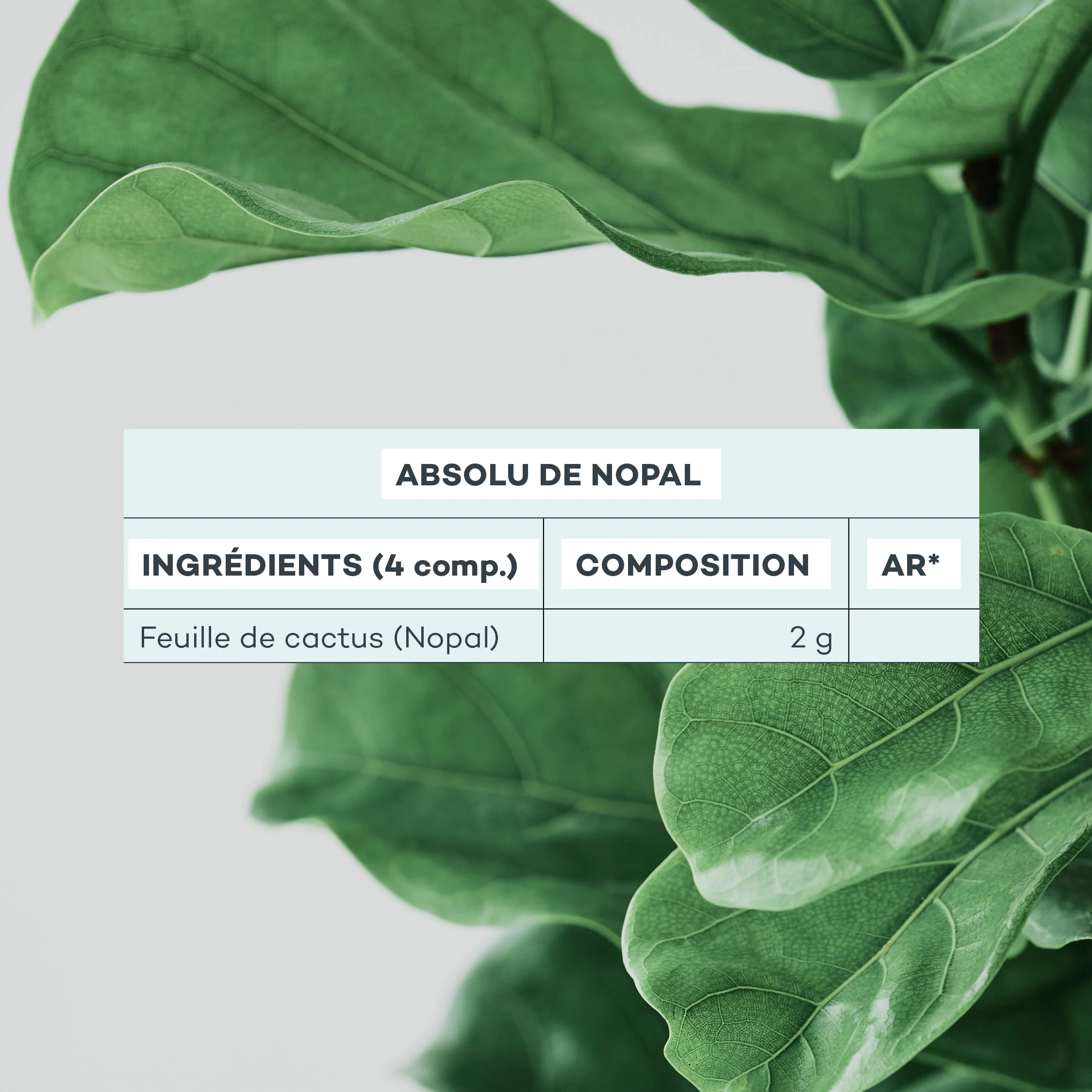 Absolu de Nopal - Image 6
